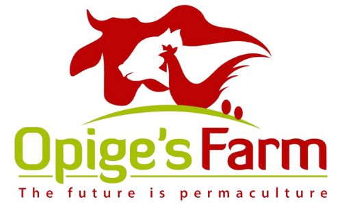 Opige's Organic Farm, Northern Uganda