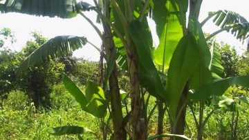 Planting Bananas In Koch Goma, Northern Uganda